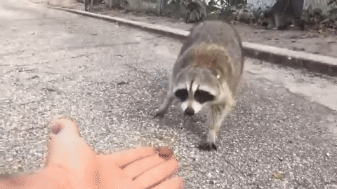 Hand-feeding a raccoon
