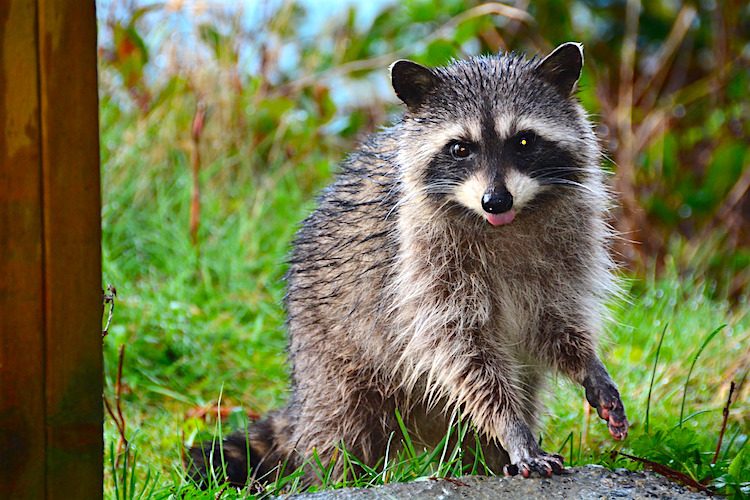 Pet Raccoon