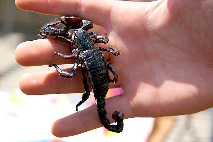 Pet scorpion