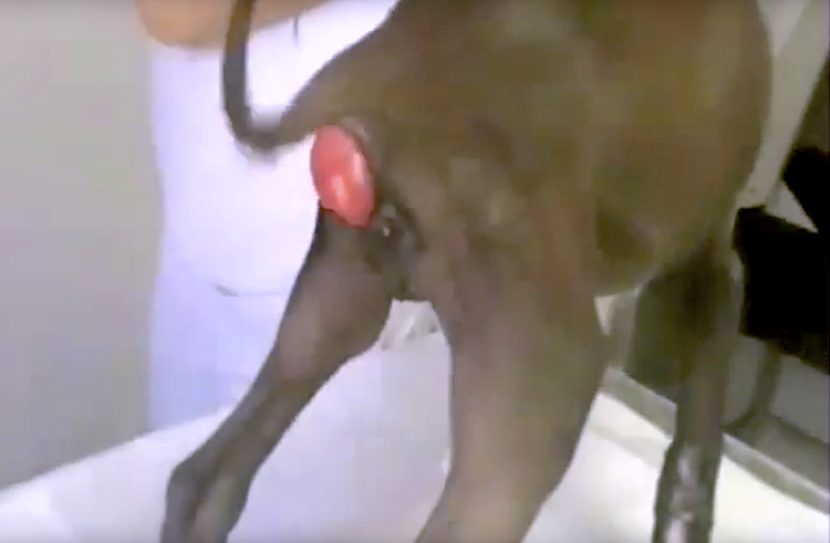 Rectal Prolapse in a Dog