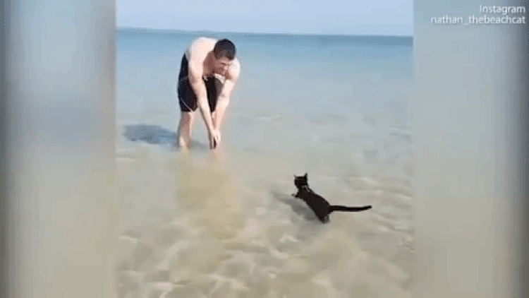 Swimming Cats