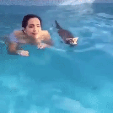 Swimming Cats - Bengal Cat