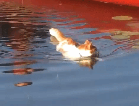 Swimming Cats - Turkish Vans