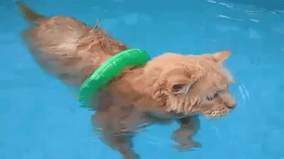 Swimming Maine Coon Cat