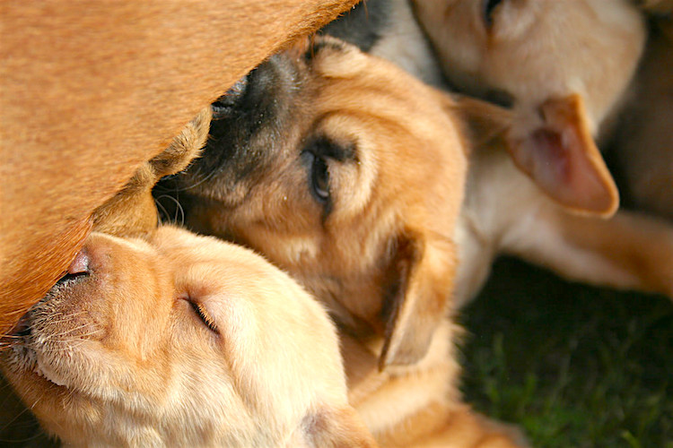 Milk Fever in Dogs A Potentially LifeThreatening Complication Petful