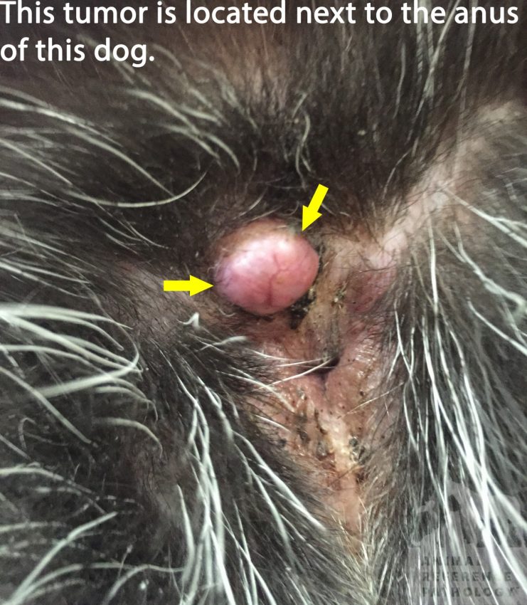 What does an anal adenoma look like on a dog?