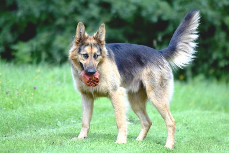 Anal Adenoma in Dogs Anal Adenoma in Dogs
