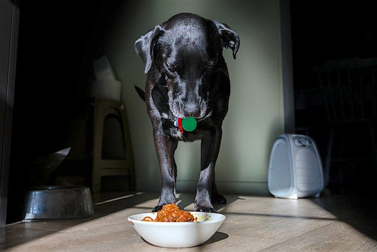 Colitis Caused by Cheap Dog Food