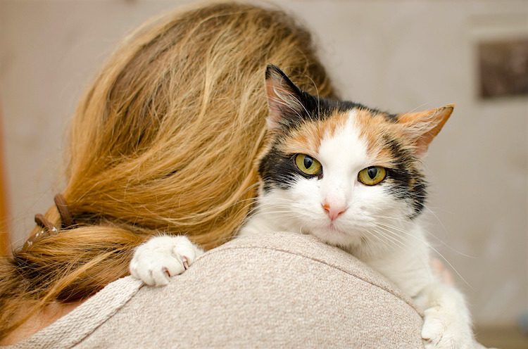 Can a cat be an emotional support animal?