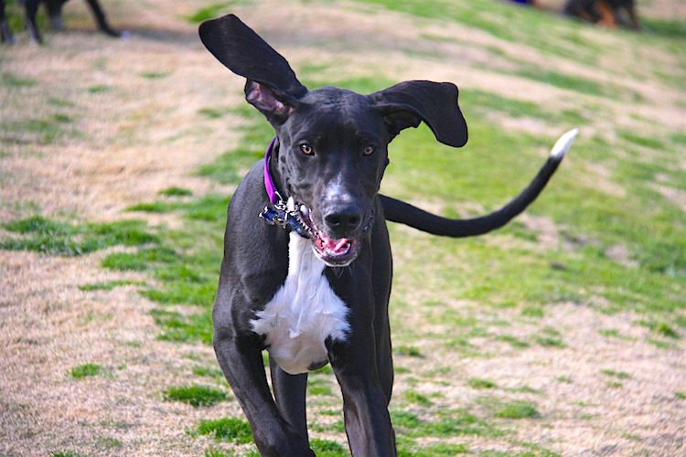 Wobbler Syndrome in a Great Dane