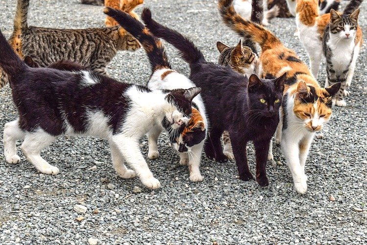How to help feral cats