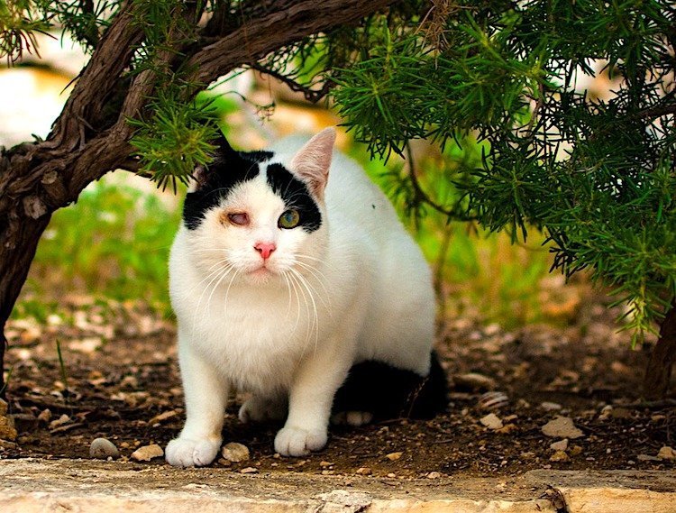 Can Anything Stop Feral Cats From Using Yards As Litter Boxes