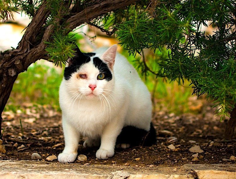 Support needed for feral cats, those who help them