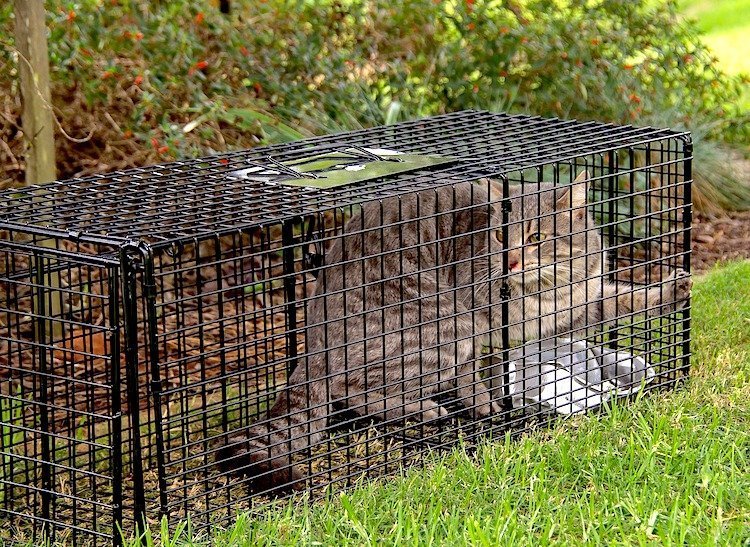 How to help feral cats