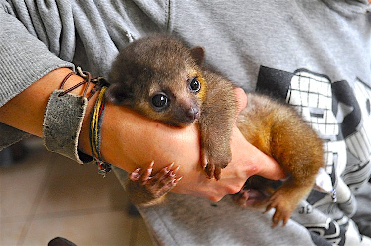 Kinkajous Kinkajous