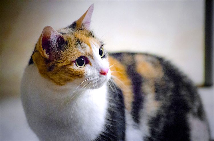 big calico cat