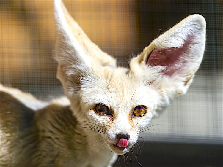 How To Care For Your Fennec Fox The Smallest Fox In The World,What Is Vegan Butter