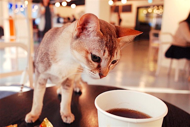 Cat cafes in the United States