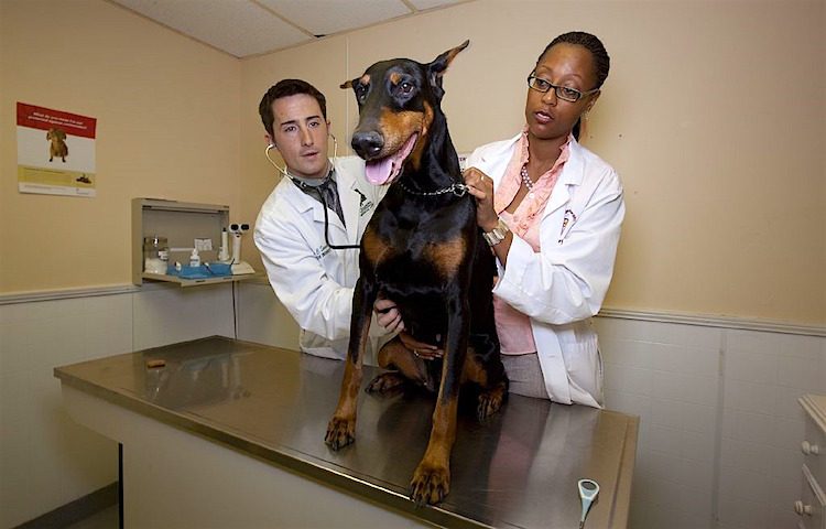 Top 10 most common dog diseases