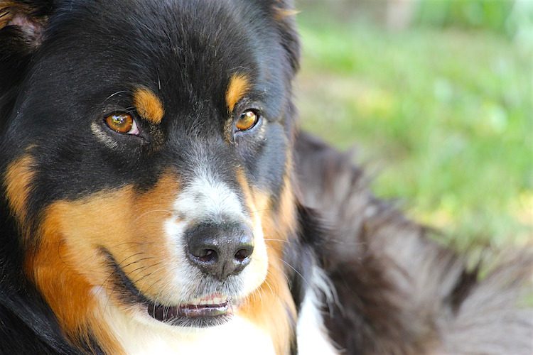 Facial Paralysis in Dogs