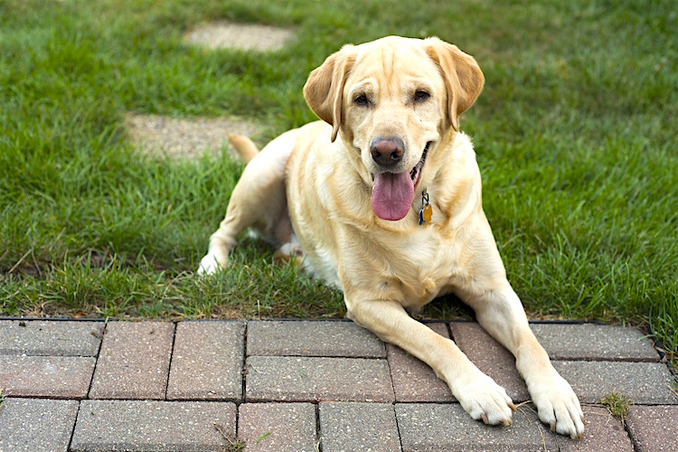 Hind Leg Weakness When Your Dog's Back Legs Give Out Petful