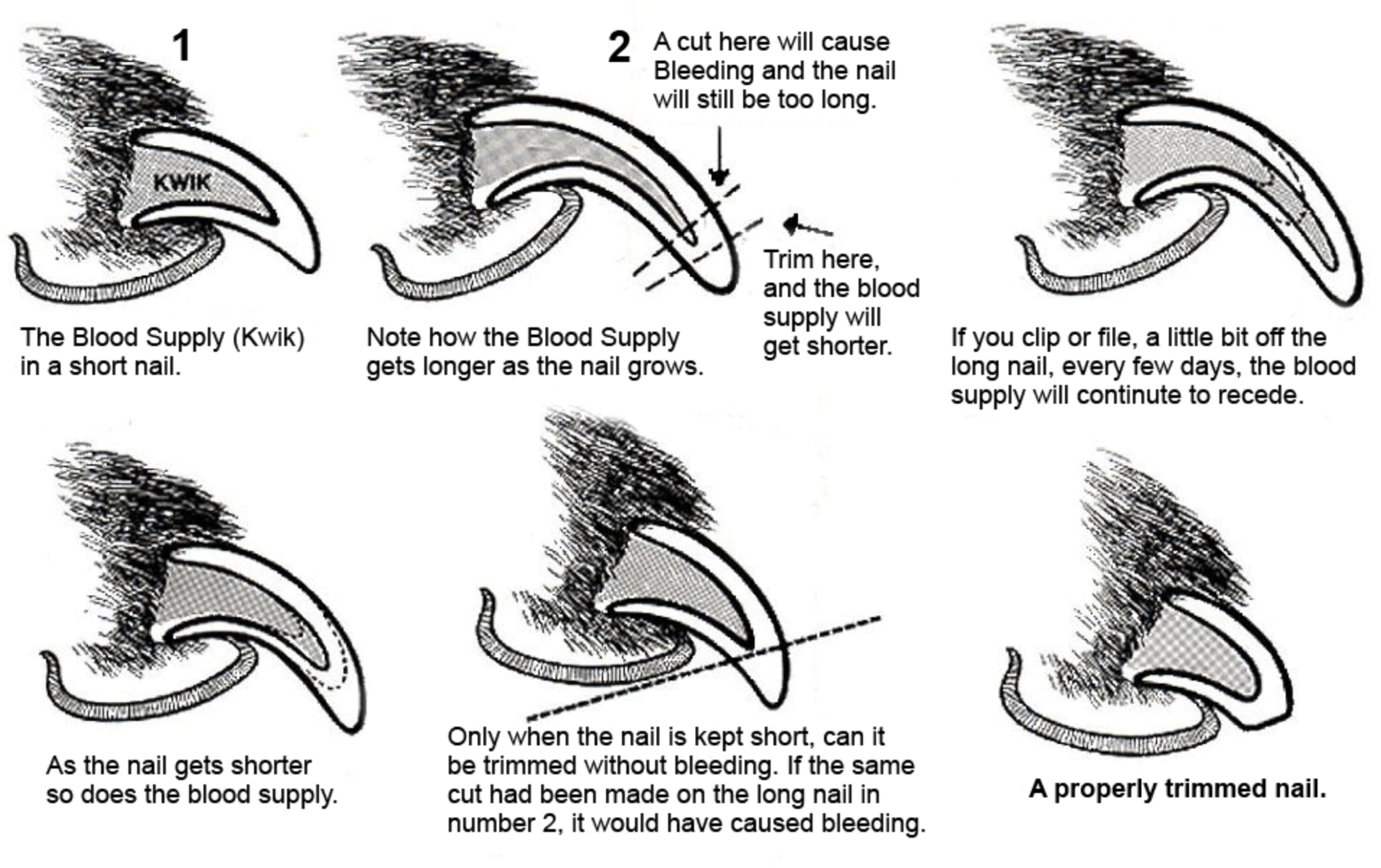 Trimming Dog Nails: The Ultimate Guide to Stress-Free Nail Clipping and ... - Trimming Nails On A Dog With Essential Tremor Syndrome