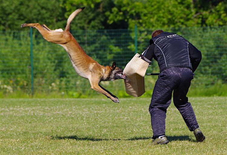 Dangers That Police Dogs Face