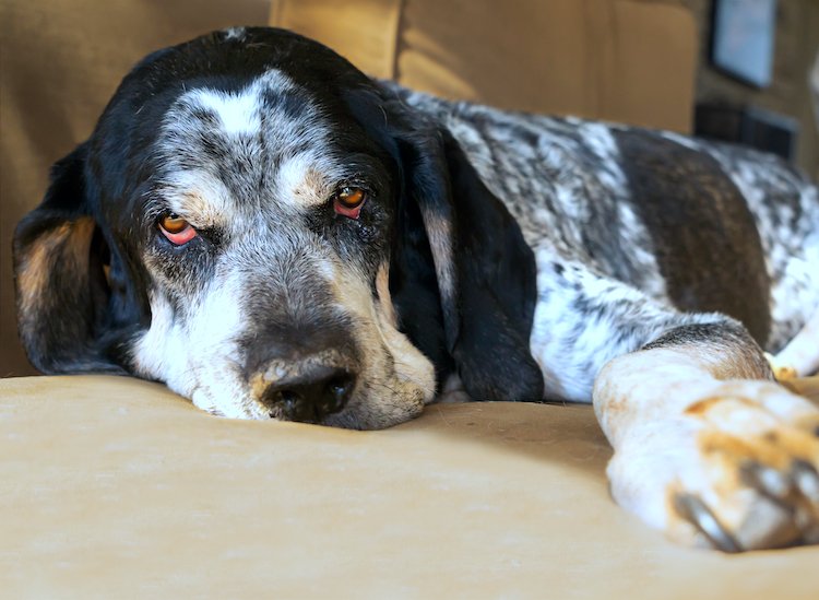 5 Things To Know About Bluetick Coonhounds,White Thermofoil Cabinets