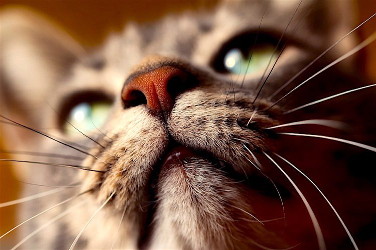 Why Does My Cat Have a Crusty Chin? Why Does My Cat Have a Crusty Chin?