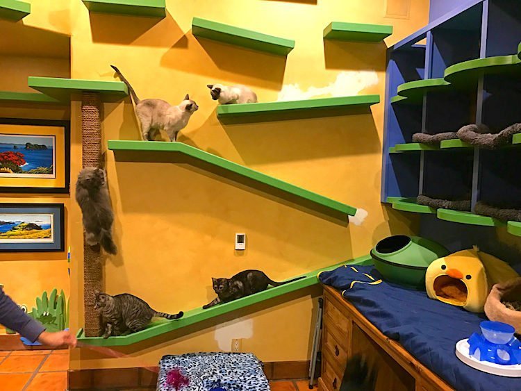 How to Create an Amazing Indoor Cat Play Area - Petful