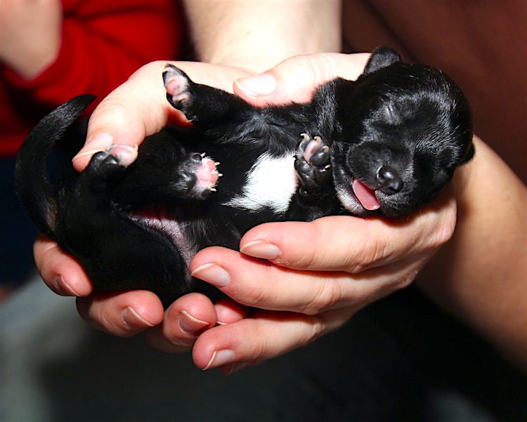 Antibiotics for dogs clearance with mastitis