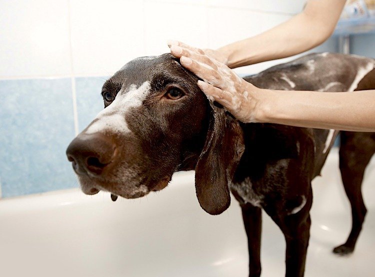 best otc flea treatment for dogs