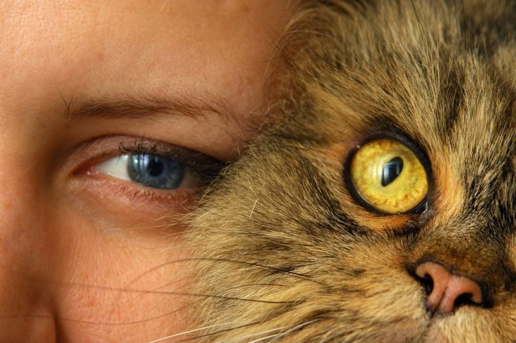 Subculture of Cats Subculture of Cats