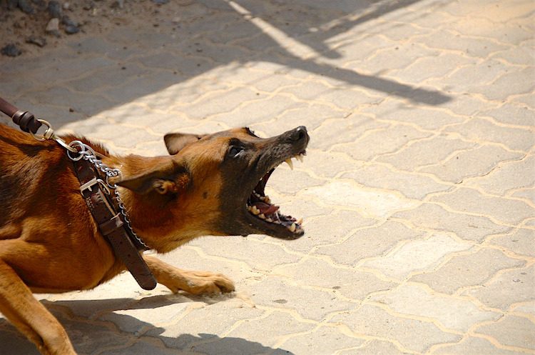 Photo of a German Shepherd-type dog on a leash baring teeth