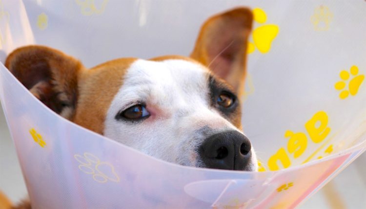pet insurance pros and cons pet insurance pros and cons