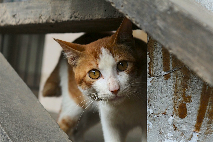 Stray cat pick deals up near me