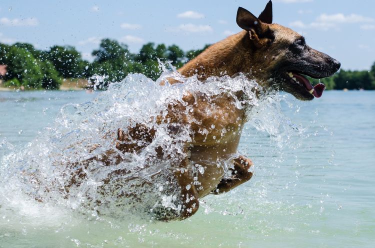 Bacteria Alert: Why You Need to Keep Your Dirty Dog Bowls Clean