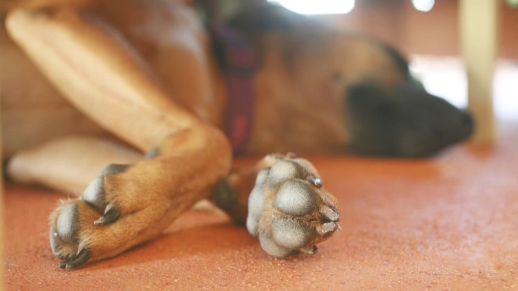 Nasodigital Hyperkeratosis: Crusty and Cracked Dogs