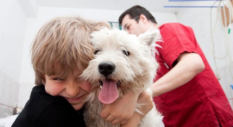 Is Pet Insurance Worth It? An Expert Guide to Making the Right Choice