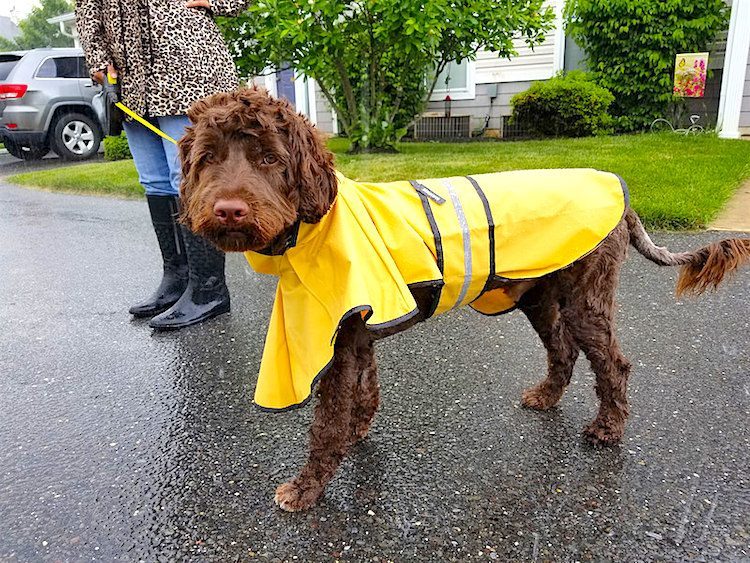 Train Your Dog To When It S Raining, Should My Dog Wear A Coat In The Rain
