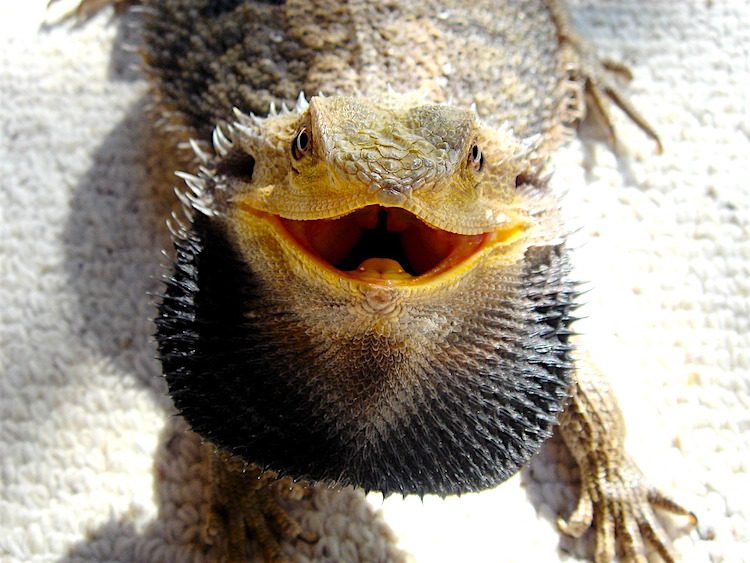 body postures of bearded dragons