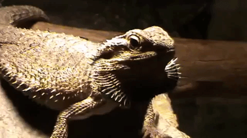 The Language of the Bearded Dragon's Beard