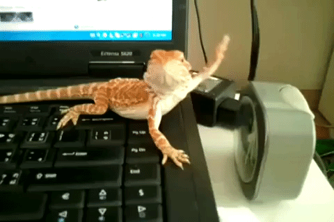 The Language of the Bearded Dragon's Beard