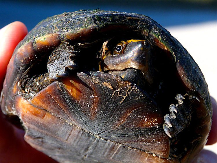 Best turtle breeds for beginners