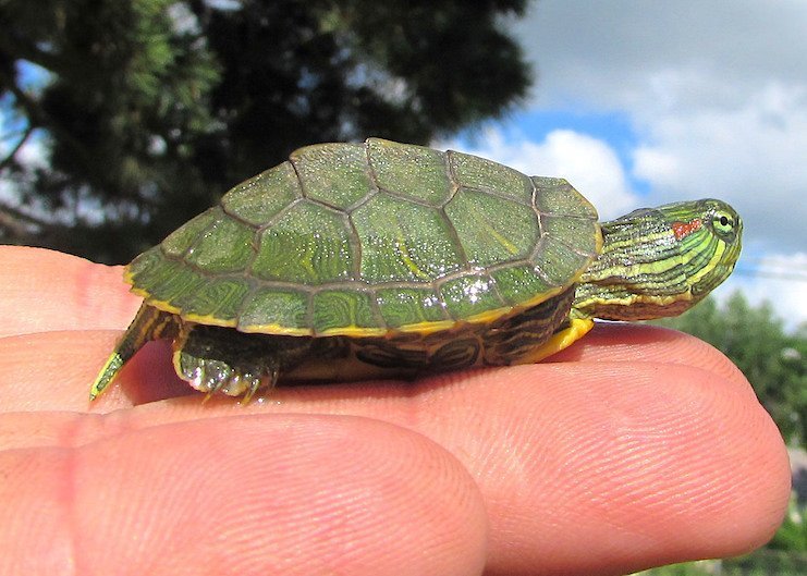 Baby red-eared slider turtle