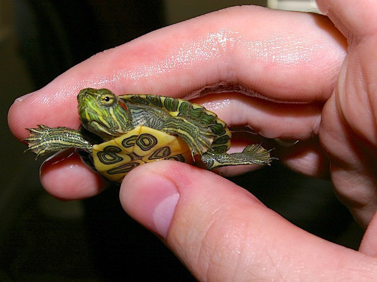 How to Care for Aquatic Turtles (Such as RedEared Sliders)