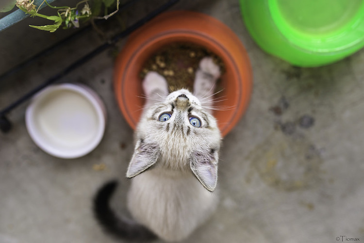 Biofilm: Learn About The Danger Lurking in Your Pet's Bowls!