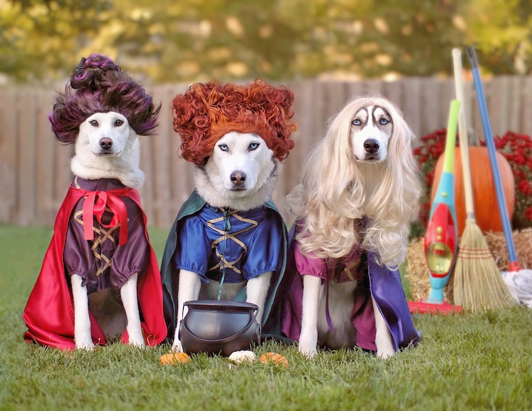 Most Popular Halloween Costumes For Dogs - The 70 Absolute Best Pet Costumes We Have Ever Seen