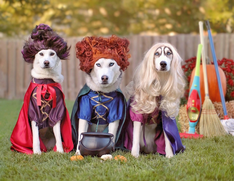 10 Best Dog Costumes