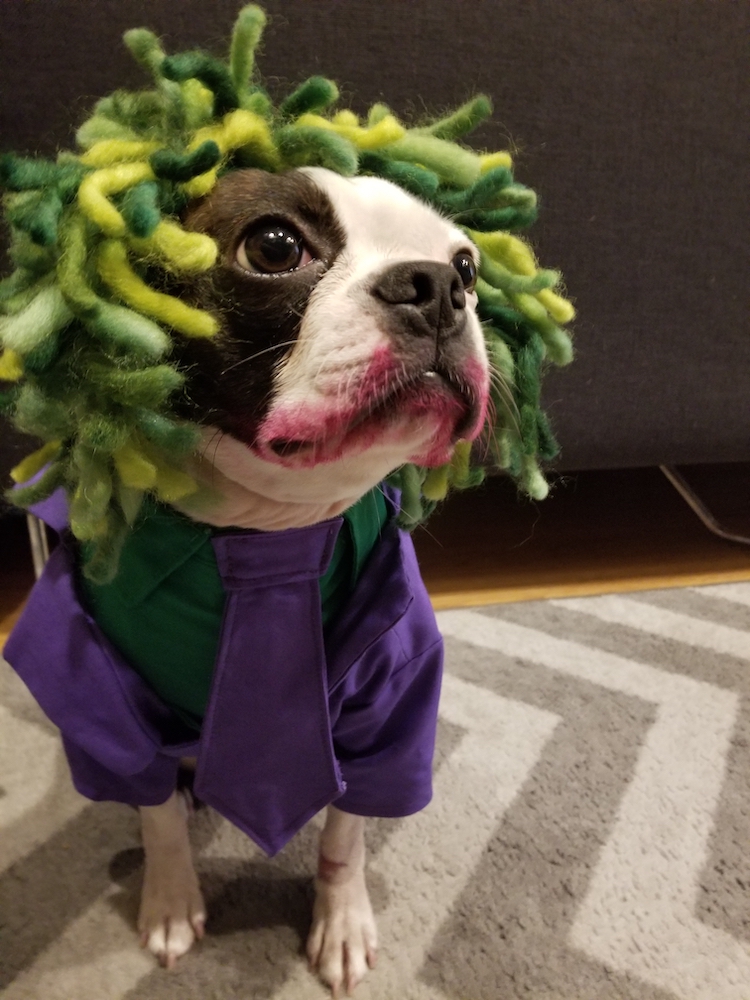 The 70 Absolute Best Pet Costumes We Have Ever Seen Petful